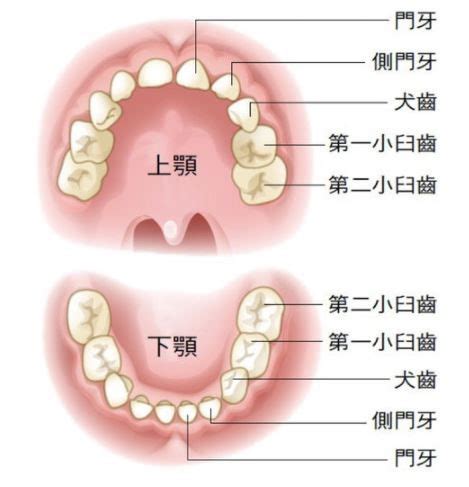 牙齒拔掉|最後一顆臼齒拔掉後，是否一定要植牙？